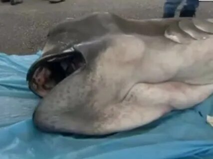 По неподтвержденным данным считается, что большеротая акула может обитать и...