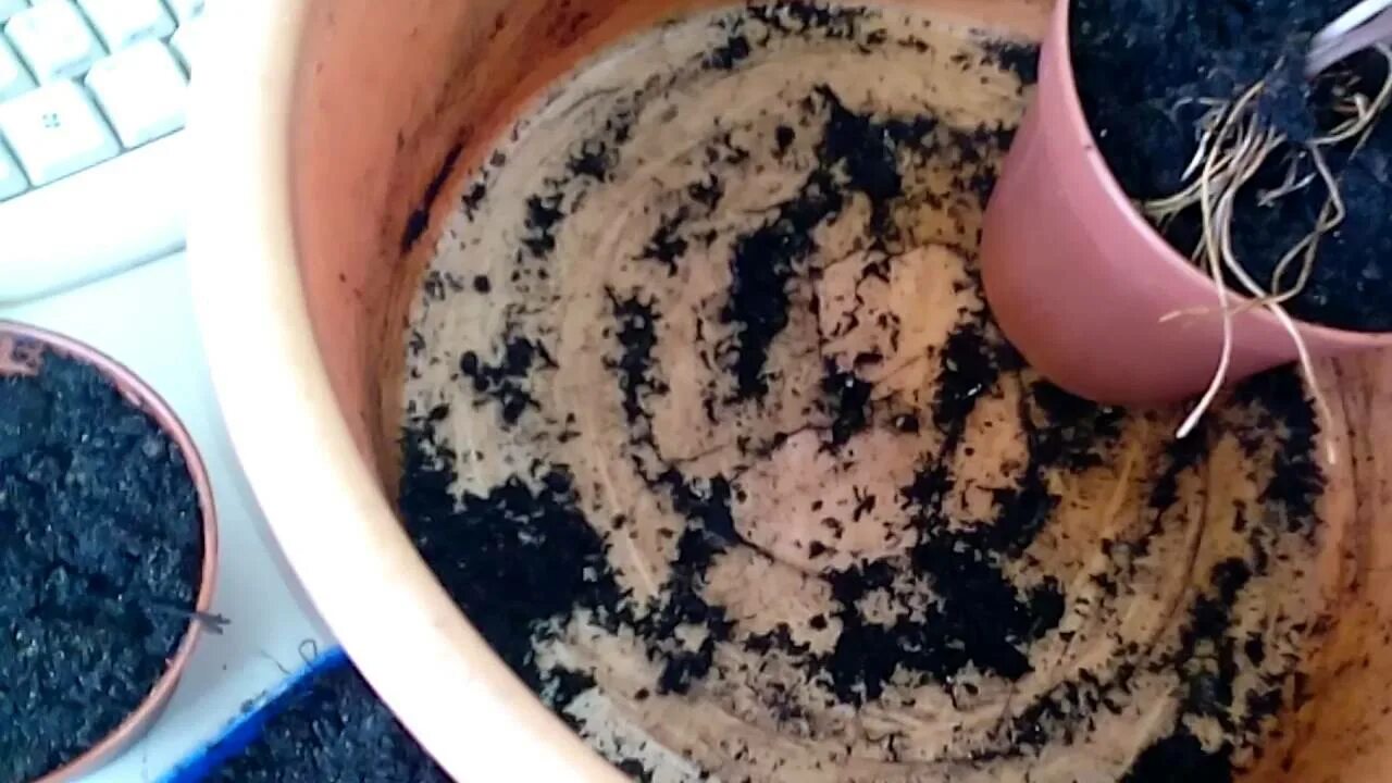 цикламен пересадка после. пересадить цикламен. клубень персидского цикламена. цикламен размножение. цикламен цветок пересадка.