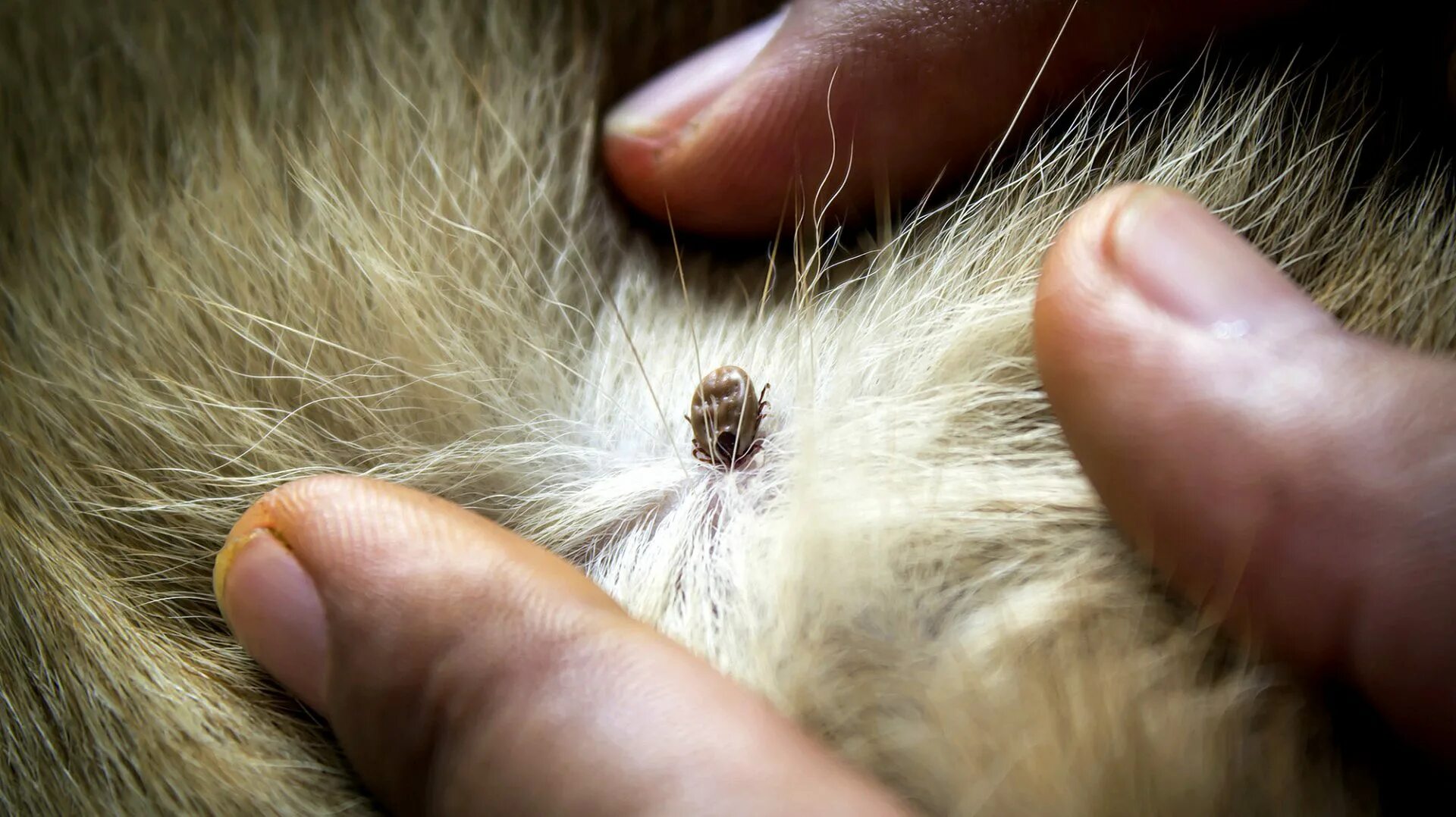 блохи живут на собаке