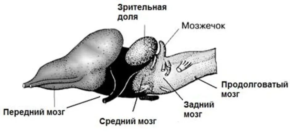 Развитие мозжечка у земноводных. Строение отделов головного мозга лягушки. Схема головного мозга лягушки. Строение головного мозга земноводные. Схема строения головного мозга земноводных.