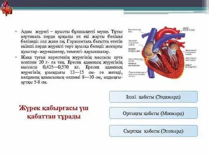 Мүше 12,5 сантиметр