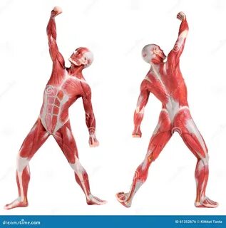 Body most