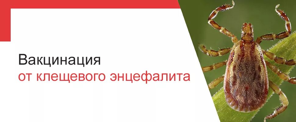 Вакцинация против клещевого энцефалита. Вакцинация от клещевого энцефалита реклама. Объявление о вакцинации от клещ. Энцефалита. Вторая прививка от клеща через сколько