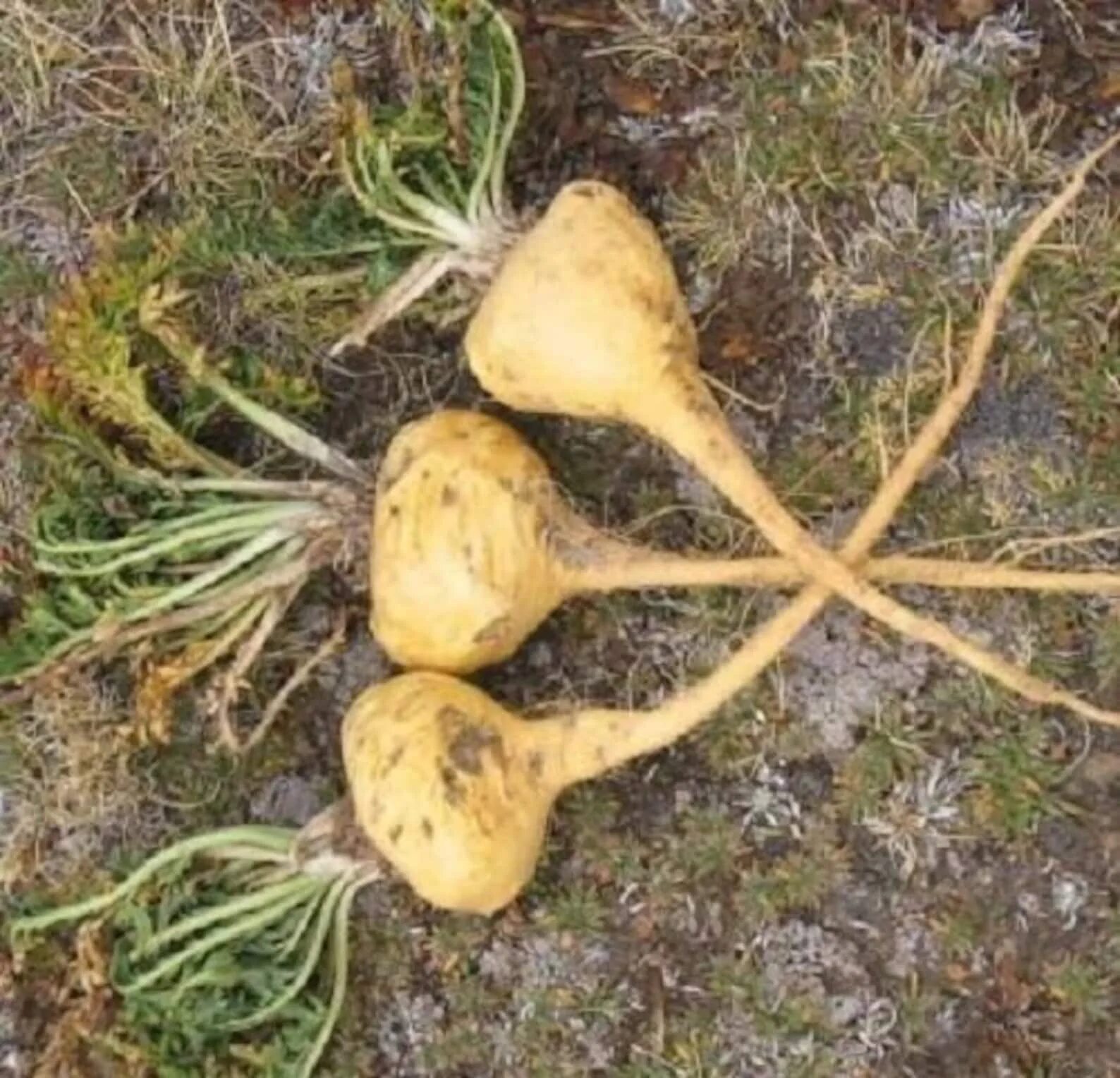 Корнеплод из перу 4 буквы сканворд. Мака Перуанская, клоповник. Lepidium meyenii. Корень мака Перуанская. Корень маки перуанской.