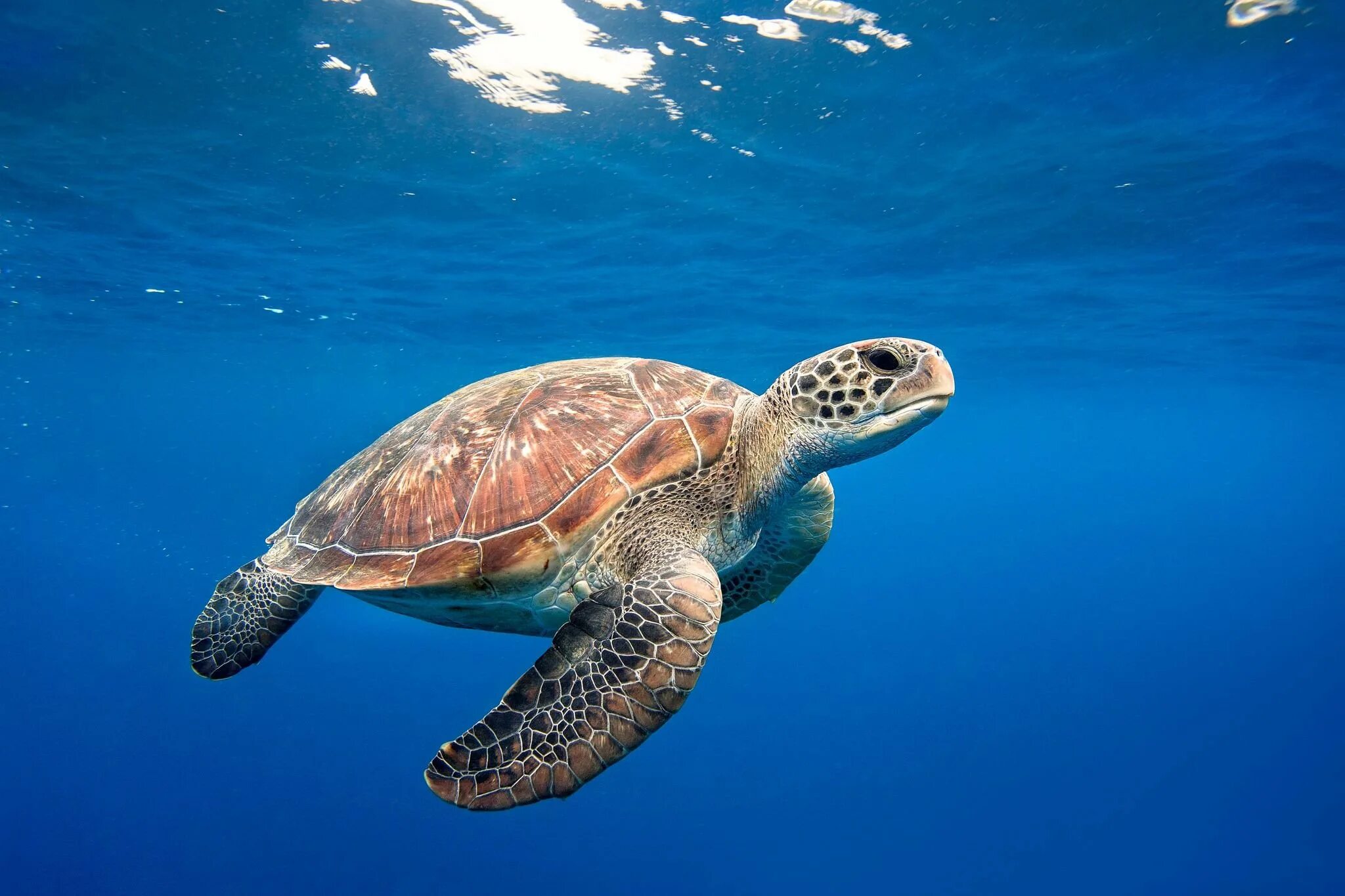 Водные животные это. Морская черепаха. Морские черепахи черепахи. Водоплавающая черепаха морская. Морская черепаха бисса.