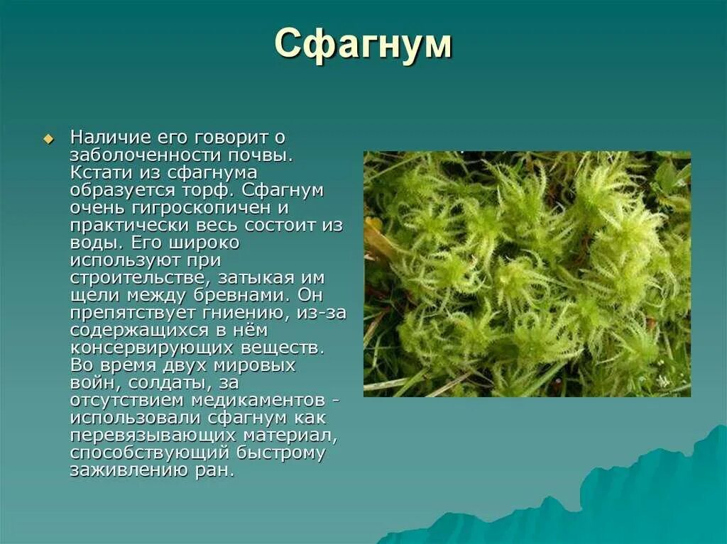 Значение растения мхи. Мох сфагнум. Мох мох сфагнум. Сфагнум Гиргензона. Сфагнум болотный покрытосеменной.