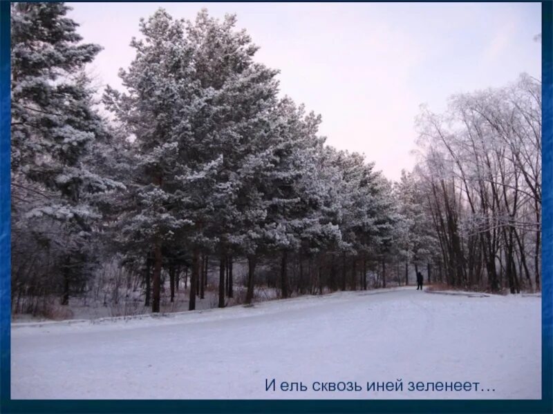 И ель сквозь. Ель сквозь иней зеленеет картинки. Прозрачный лес один. И ель сквозь. И ель сквозь.
