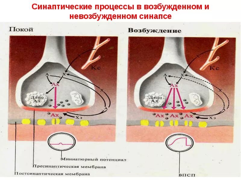 Физиологические процессы клеток. Возбуждение в синапсе. Процесс возбуждения физиология. Центральные синапсы физиология. Рефлекс Чермака физиология.