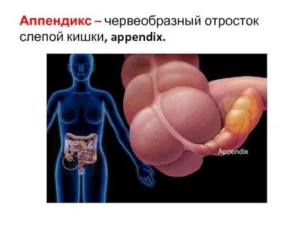 Копчик аппендикс