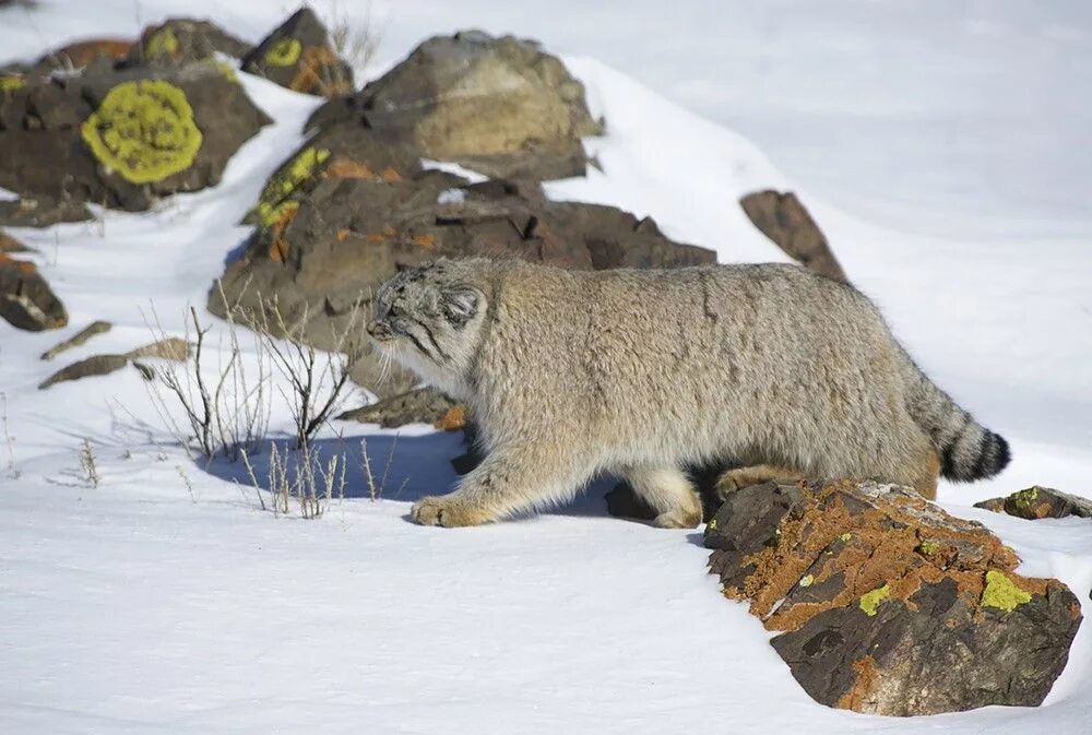 Destroy wildlife. Манул. Кот Манул. Сибирский дикий кот Манул. Манул в дикой природе.