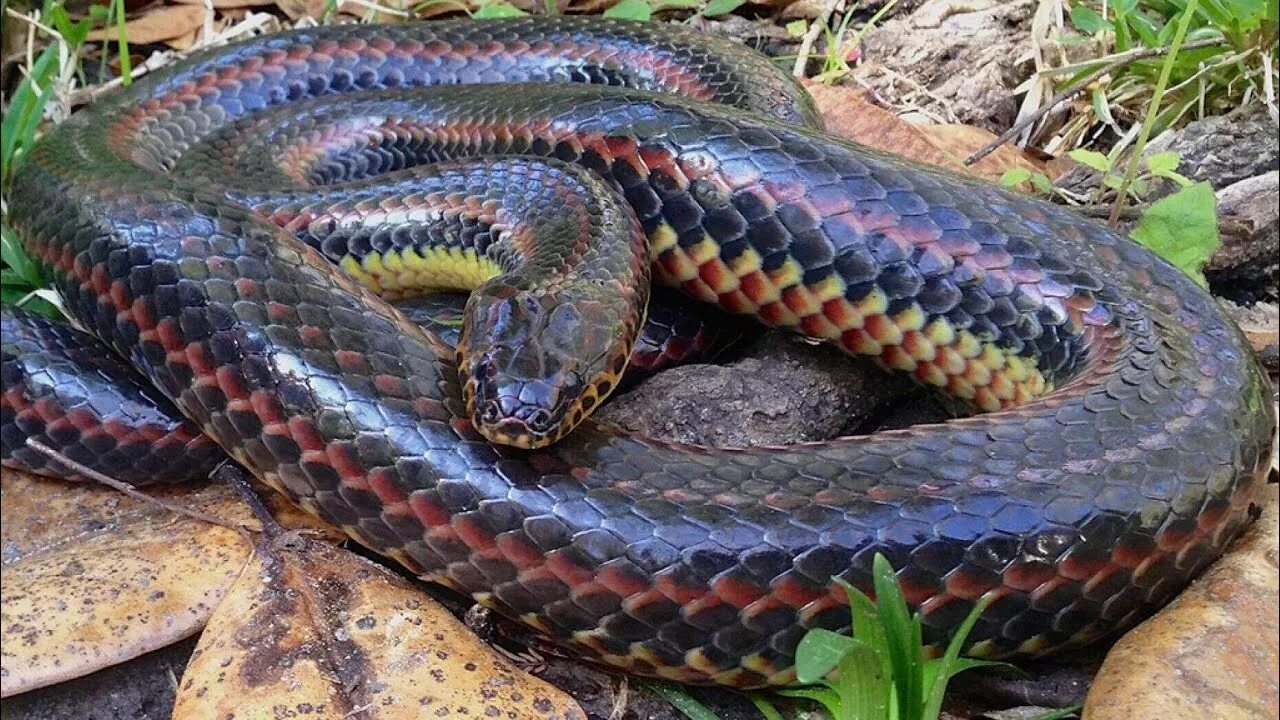 Pin von Ashraf Mohamed Gad auf Reptile Schöne schlangen, Bunte schlangen, Tiere 