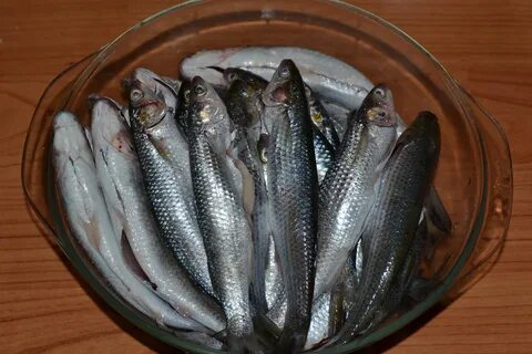 Рыбка сейчас