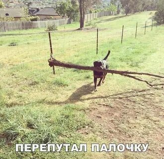 Про палку