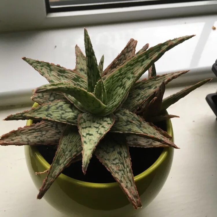 Розовый алоэ. Алоэ Pink blush. Aloe Hybrid. Алоэ CV Pink blush. Pink blush Hybrid Aloe.