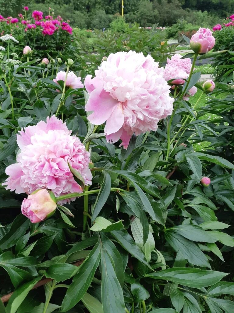 Пион АЛИСА ХАРДИНГ - Paeonia ALICE HARDING: обзор, описание, цветение, отзыв - с