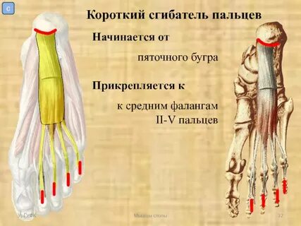 Сгибатели пальцев
