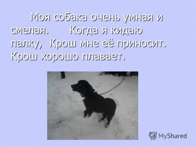 сочинение про собачку