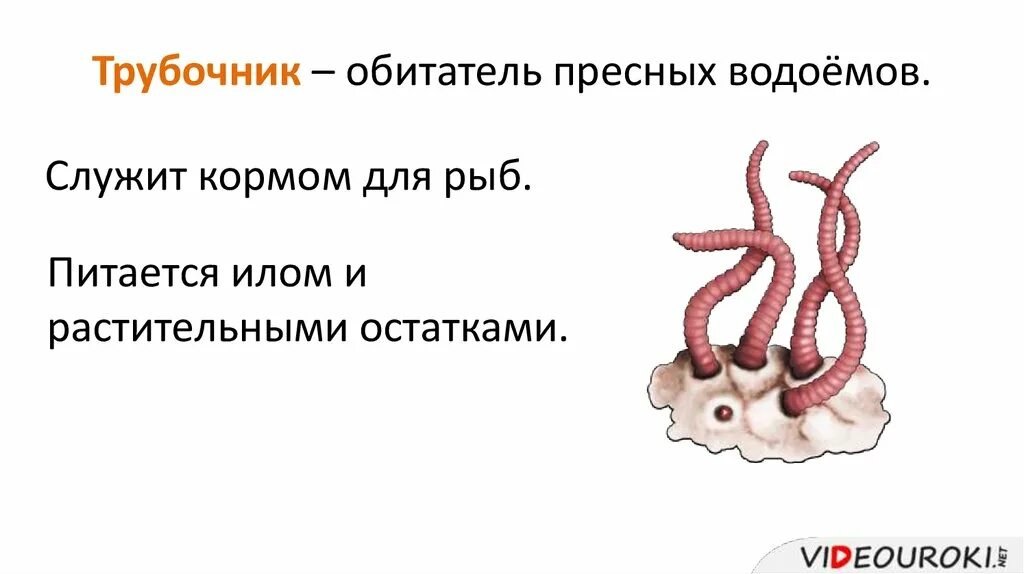 Черви водоема. Трубочник кольчатый червь. Червь трубочник строение.