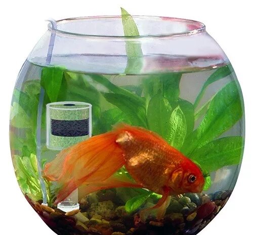Сколько литров нужно рыбке. Aquael Gold Fish. Круглый аквариум с рыбками. Золотая рыбка в круглом аквариуме. Золотая рыбка в маленьком аквариуме.