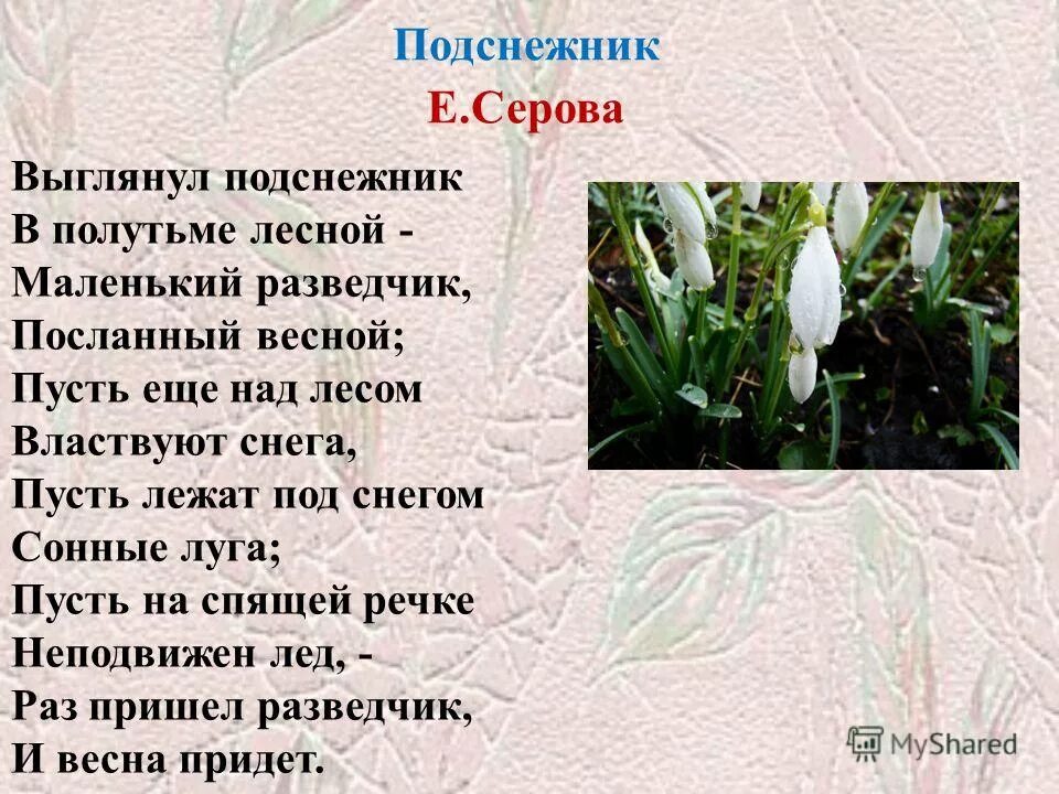 Выглянул подснежник в полутьме. Стихотворение Подснежник Екатерины Серовой. Е Серов Подснежник текст. Е.Серова Подснежник стихотворение. Стихотворение Подснежник.