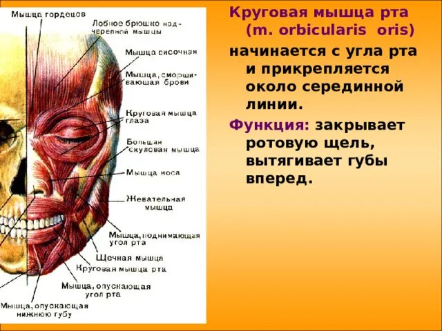 Мышцы рта функции. Круговая мышца рта m. orbicularis oris. круговая мышца рта строение. мышцы окружающие ротовую щель. круговая мышца рта прикрепление.