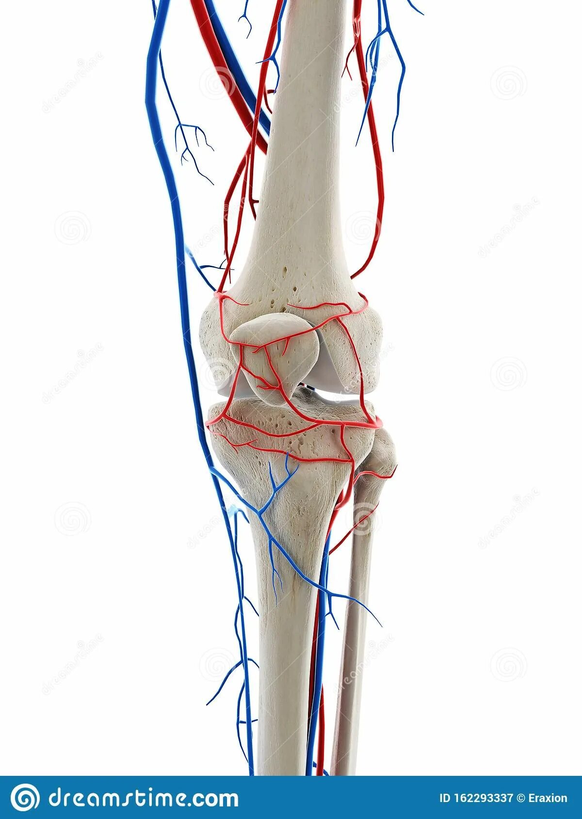 Артерия под коленом. Кровеносные сосуды коленного сустава. Сосуды коленного сустава