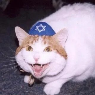 Котик котик киркоров