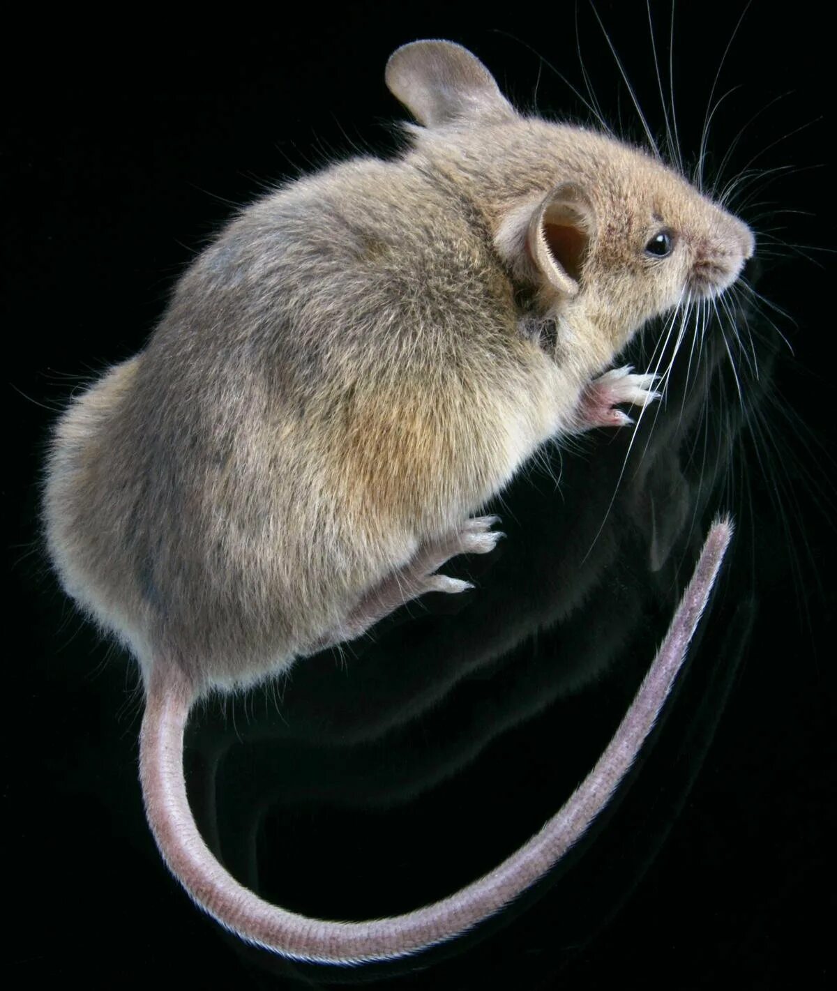 Почему мышь назвали мышью. Мышка землеройка. Мышь полевка домашняя. Сатиновая крыса Дамбо. Мышь домовая (mus musculus l..
