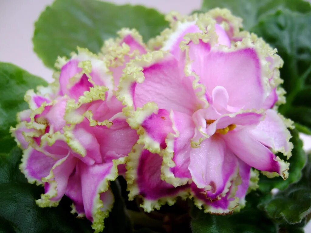 Фиалка зима улыбается (б. Сенполия сорт зима улыбается. Фиалка дитя джунглей. Фиалка зима улыбается макуни. Фиалка зимняя феерия.