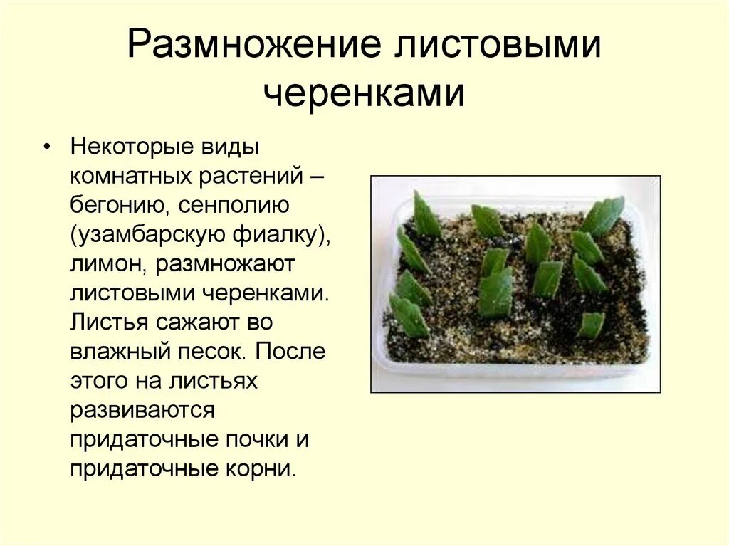 Что делать размножаться. Вегетативное размножение листовыми черенками характеристика. Вегетативное размножение растений листовыми черенками. Размножение листовыми черенками. Размножение комнатных растений листовыми черенками.