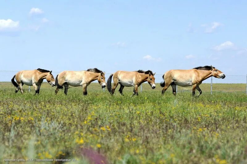 аскания-нова заповедник лошадь пржевальского. лошади пржевальского оренбургский заповедник. заповедник лошадей пржевальского оренбург. лошадь пржевальского жеребенок. оренбургский заповедник лошади.