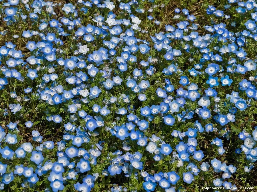 Где растет голубой цветок. Парк Хитачи немофила. Незабудка почвопокровная. Немофила ‘Снежная буря’.