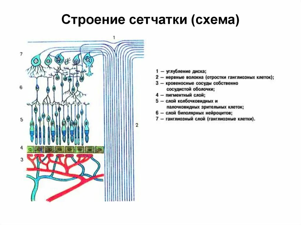 Строение сетчатки рисунок. Микроскопическое строение зрительной части сетчатки. Строение слои клеток сетчатки. Схема организации сетчатки глаза человека. Строение сетчатки глаза анатомия.