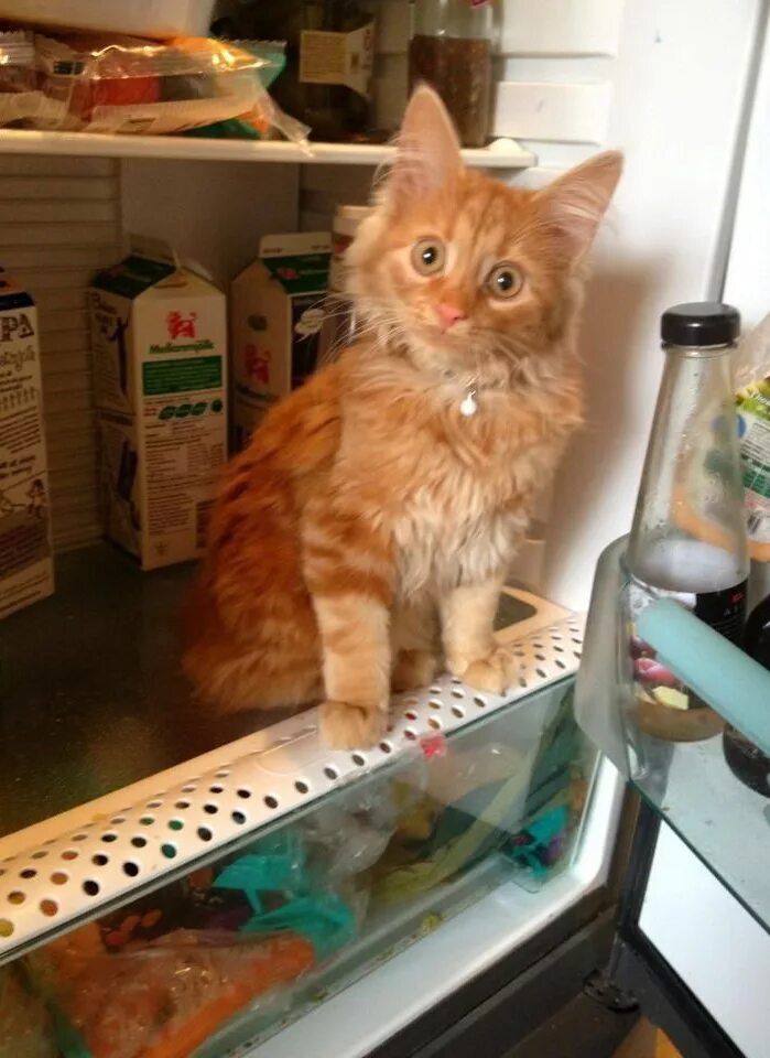 Собираюсь пообедать. Рыжий кот в холодильнике. Рыжий кот и еда. Рыжий кот и колбаса. Рыжий кот за едой.
