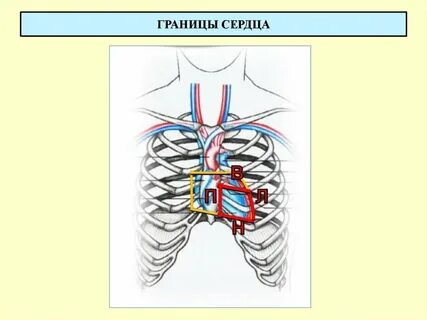Верхняя и нижняя граница сердца