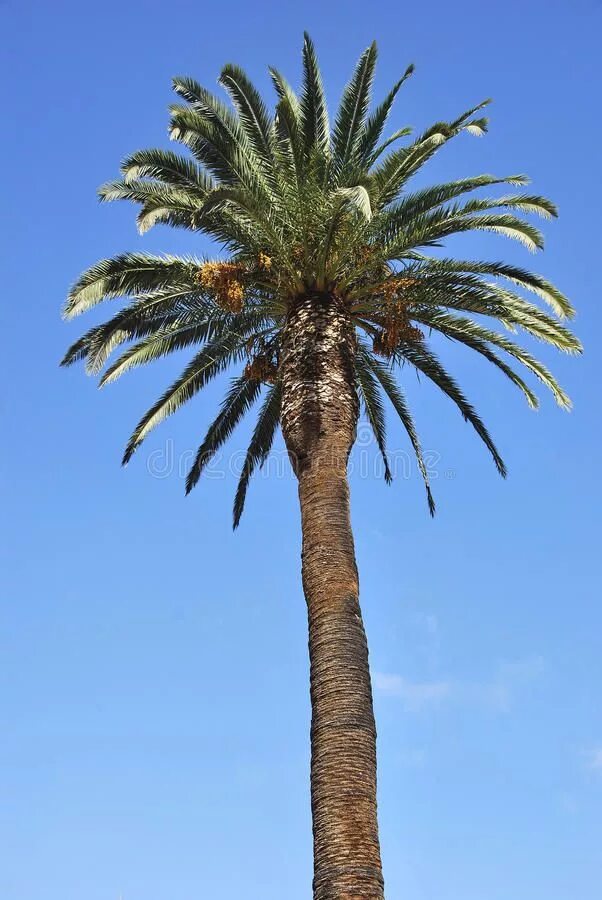 Тенерифе канарские острова. Tenerife canary islands. La palma канары. Остров пальма тенерифе. Финиковая пальма в испании.