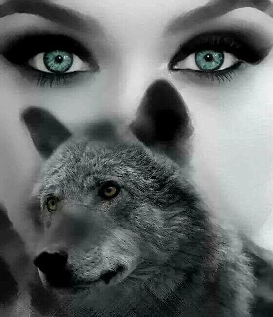 Песнь одинокая волчица. Девушка с глазами волчицы. Зеленоглазая волчица. Волчица с зелеными глазами. Глаза одинокой волчицы.