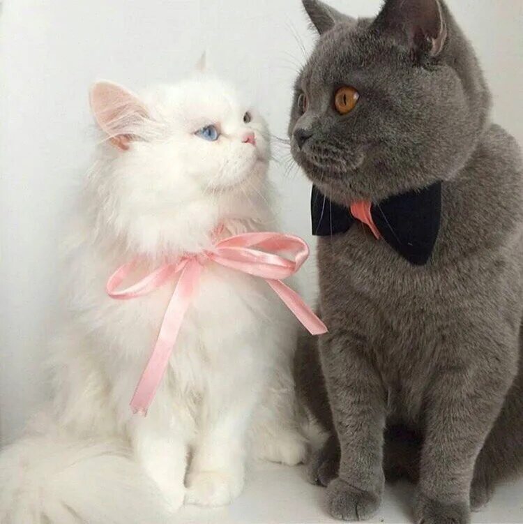 Кошка выходит замуж