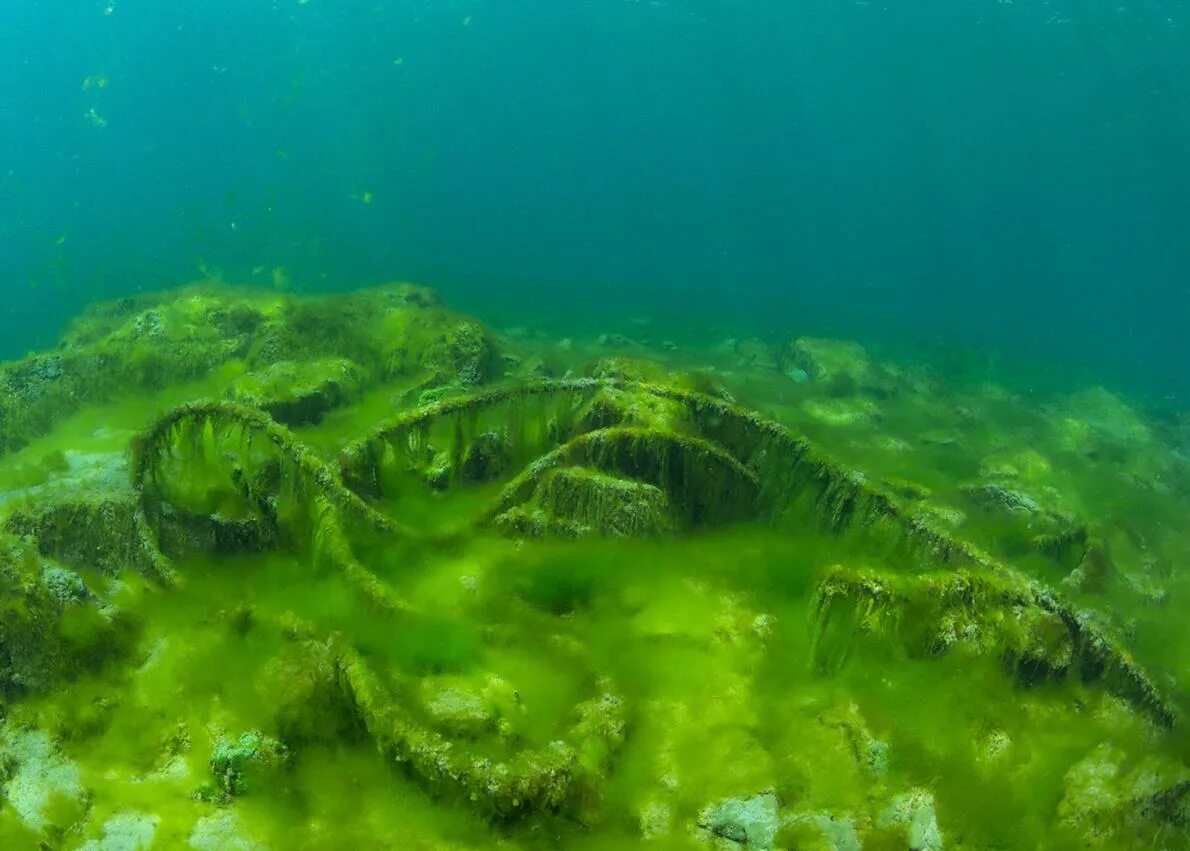 Байкал водоросли спирогиры. Спирогира на Байкале. Зелёная нитчатая водоросль Байкал. Спирогира зеленая нитчатая водоросль. Растущая на дне озера