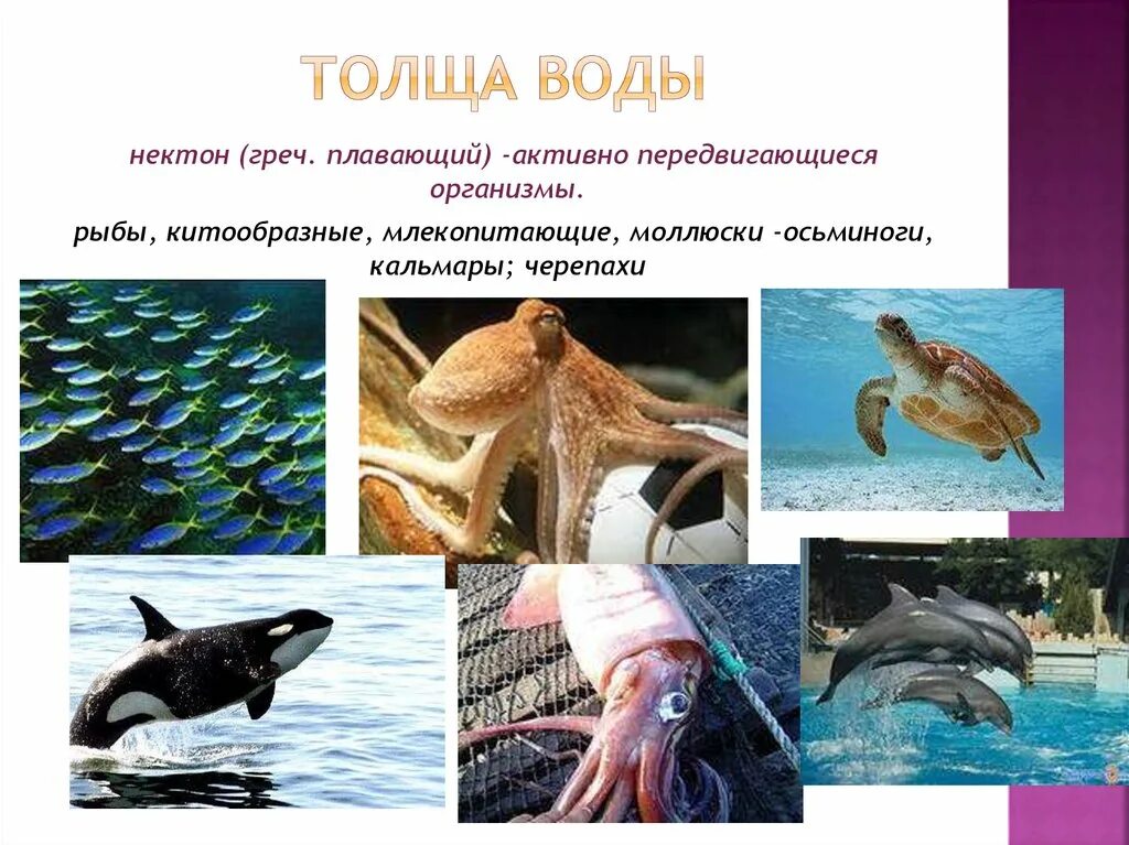 Передвижение это в биологии. Признаки животных. Активно передвигающиеся организмы. Активно передвигающиеся организмы. Движение организмов 6 класс.