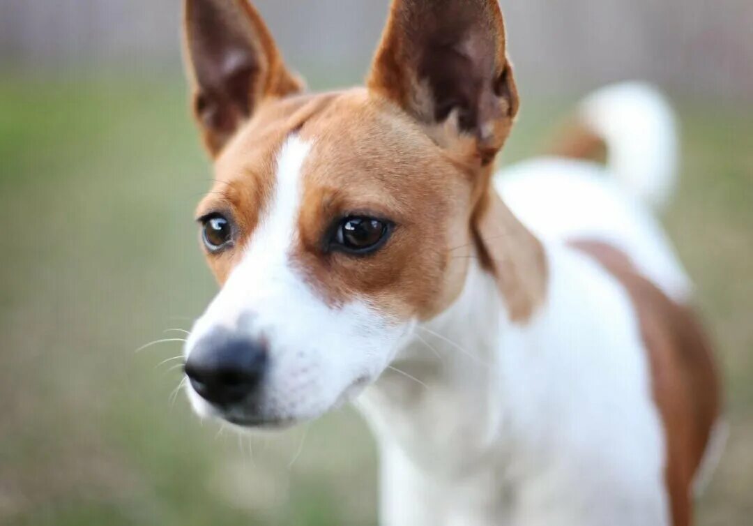 Рэт терьер (терьер-крысолов). Терьер крысолов. Рэт терьер. Рэт-терьер (американский крысиный терьер). Рэт-терьер басенджи.