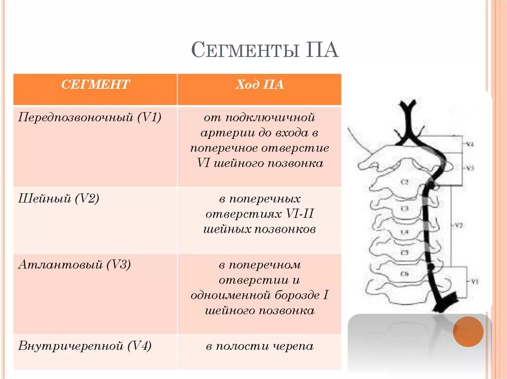 V3 сегмент позвоночной артерии. Сегменты v1 v2 позвоночных артерий. V4 сегментов позвоночных артерий. Сегменты v3 v4 позвоночной артерии.