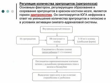 Регуляция эритропоэза