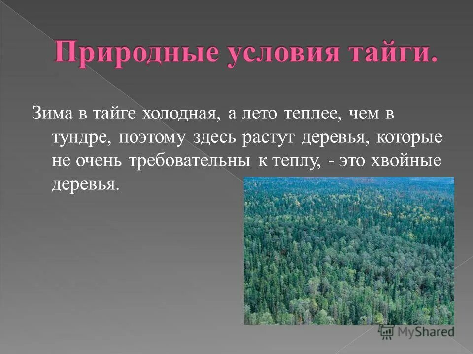 Зона тайги воды. Климатические условия тайги. Тундра сила тайги. Тайга условия природы.