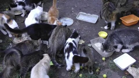 Приют для кошек в тольятти