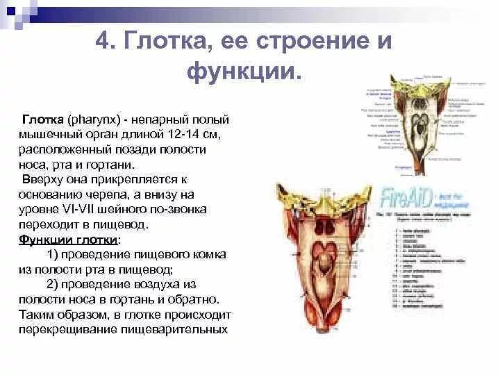 Воздухоносные пути и легкие: строение и функции