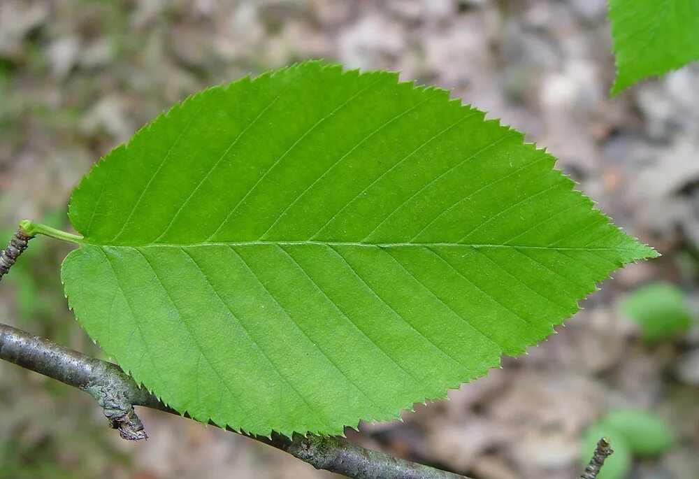 Листок березки. Betula листья. Betula populifolia. Betula tianschanica. Betula mulstitem.