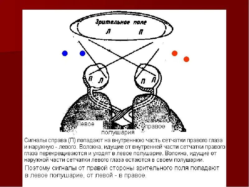 Левый глаз полушарие. Левый глаз полушарие. Левое и правое полушарие мозга вектор. Левый глаз правое полушарие. Левый глаз правое полушарие.