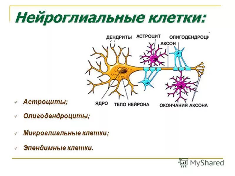 Нейроглия олигодендроциты. Глиальные клетки нервной Такаги. Клетки нейроглии строение. Строение нервной ткани олигодендроциты.