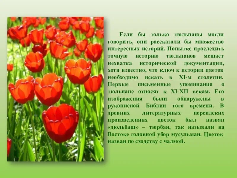 Сообщение о тюльпане 4 класс. Рассказ о тюльпане. тюльпаны презентация для детей. интересная информация о тюльпане. презентация на тему тюльпаны.